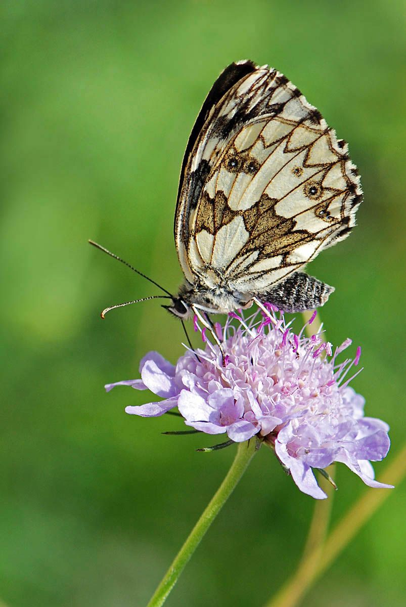 Melanargia galathea aberrante e altre forme, del Vicentino